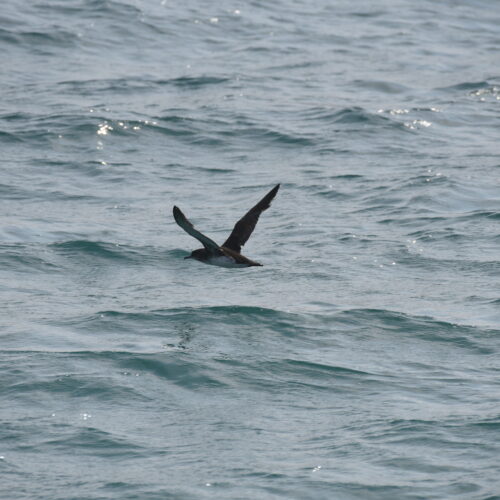 Fluttering Shearwater