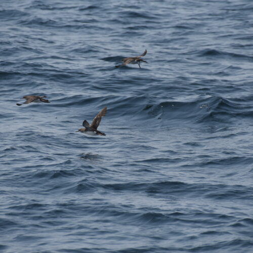 Fluttering Shearwater