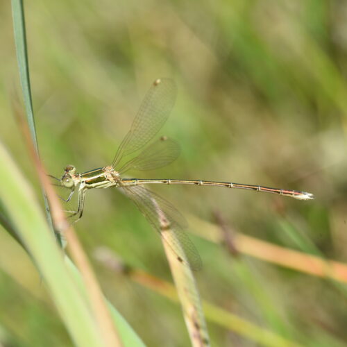 Lestes barbarus Zwervende Pantserjuffer