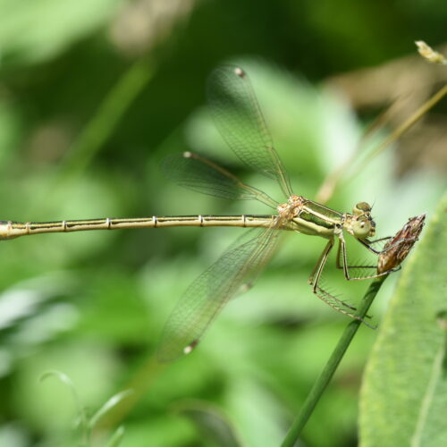 Lestes barbarus Zwervende Pantserjuffer