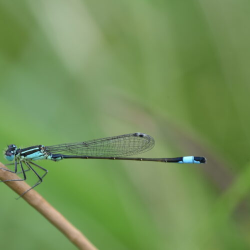 Ischnura elegans Lantaarntje