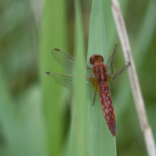 Sympetrum flaveolum Geelvlek Heidelibel