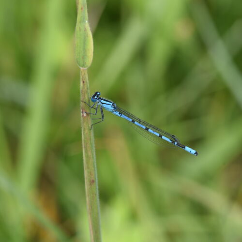 Coenagrion puella Azuurwaterjuffer