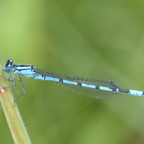 Coenagrion puella Azuurwaterjuffer