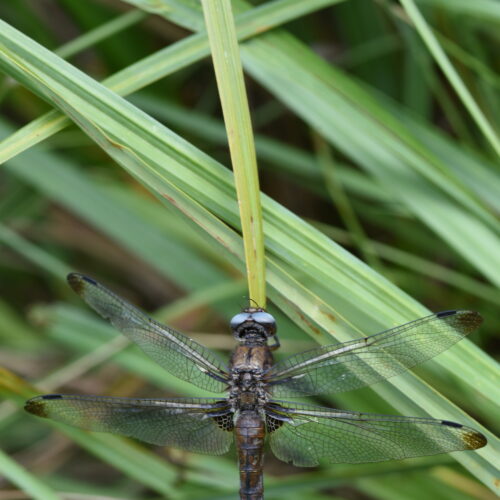 Libellula fulva Bruine Korenbout