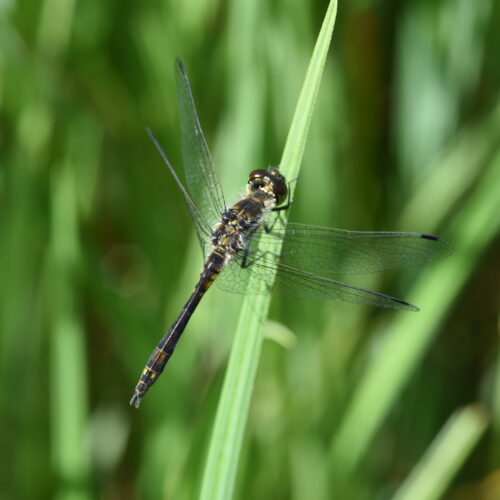 Sympetrum danae Zwarte Heidelibel