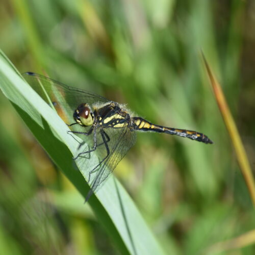 Sympetrum danae Zwarte Heidelibel