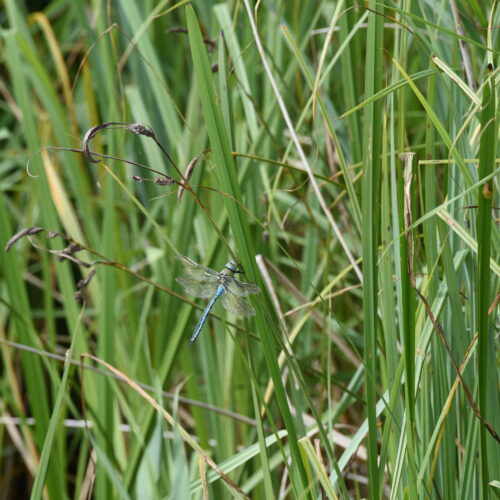 Anax imperator Grote Keizerlibel