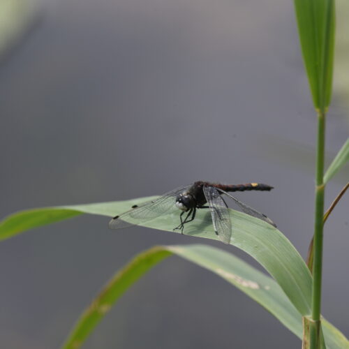 Leucorrhinia caudalis Gevlekte Witsnuitlibel