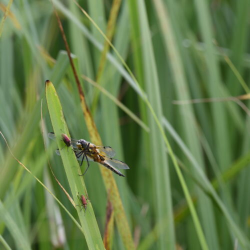 Leucorrhinia caudalis Gevlekte Witsnuitlibel