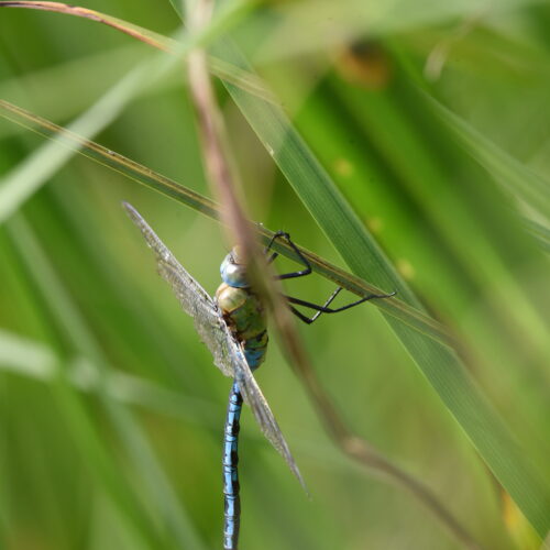 Anax imperator Grote Keizerlibel