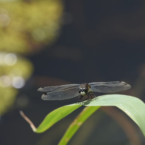 Leucorrhinia caudalis Gevlekte Witsnuitlibel