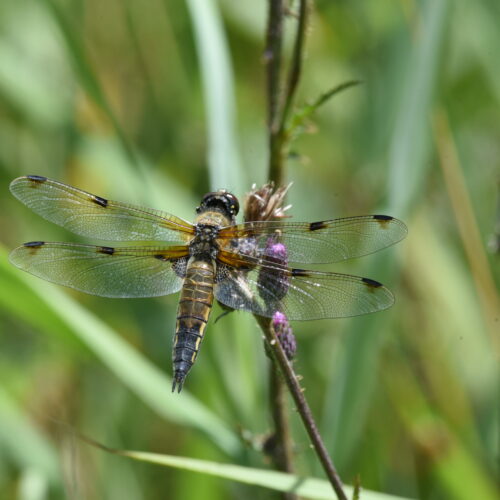 Libellula quadrimaculata Viervlek