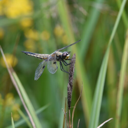 Libellula quadrimaculata Viervlek