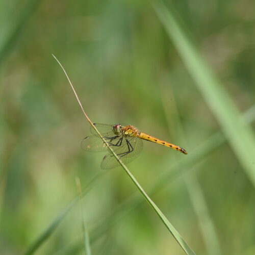 Sympetrum depressiusculum Kempense Heidelibel