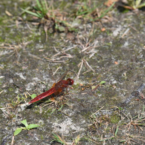 Sympetrum flaveolum Geelvlek Heidelibel