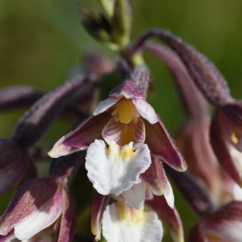 Epipactis palustris