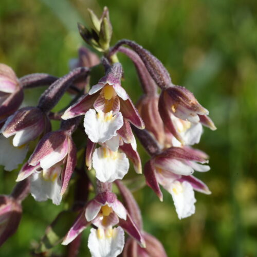 Epipactis palustris