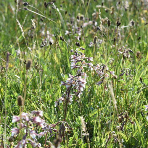 Epipactis palustris