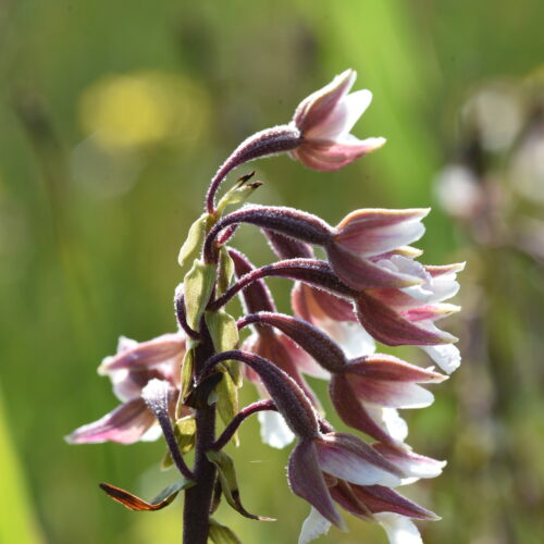 Epipactis palustris