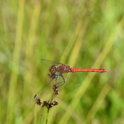 Sympetrum sanguineum Bloedrode Heidelibel