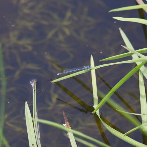 Erythromma lindenii Kanaaljuffer