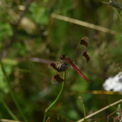 Sympetrum pedemontanum Bandheidelibel