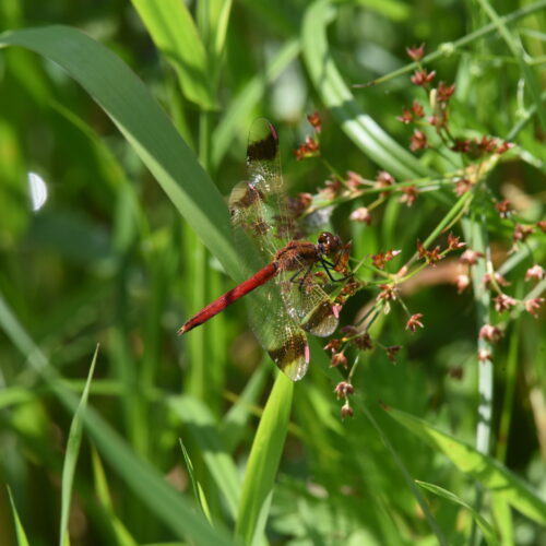 Sympetrum pedemontanum Bandheidelibel