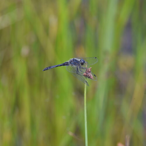 Sympetrum danae Zwarte Heidelibel