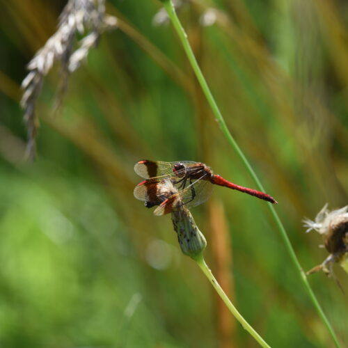 Sympetrum pedemontanum Bandheidelibel