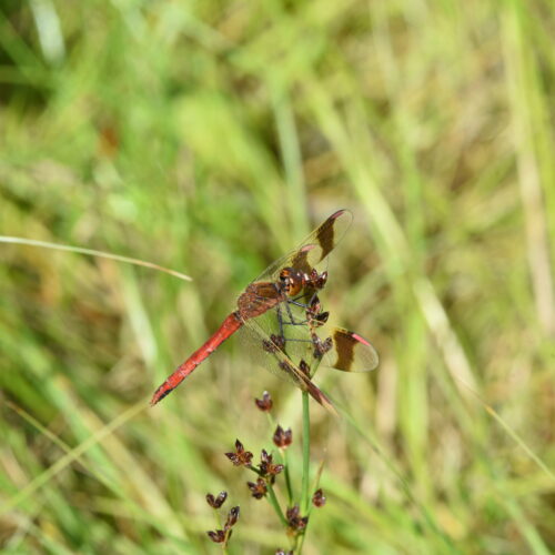 Sympetrum pedemontanum Bandheidelibel