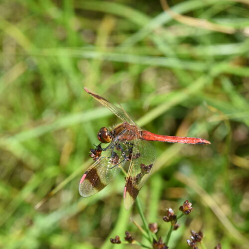 Sympetrum pedemontanum Bandheidelibel