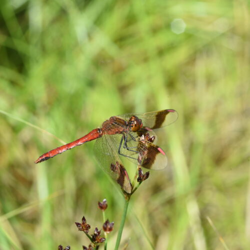 Sympetrum pedemontanum Bandheidelibel