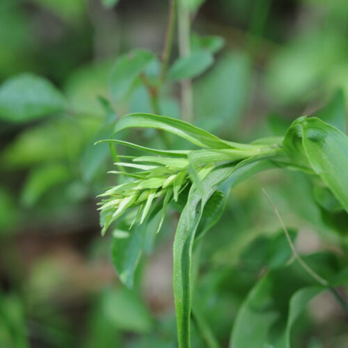 Epipactis muelleri