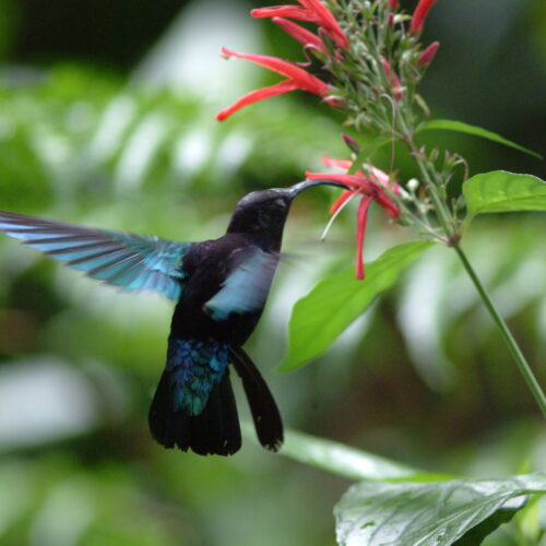 Red necked Parrot