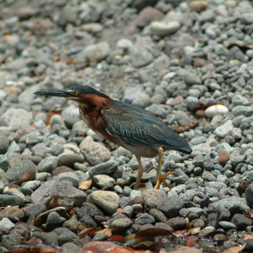 Green backed Heron