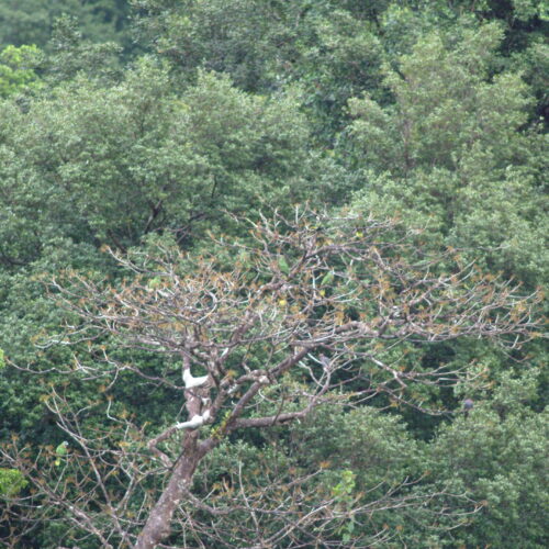 Red legged Thrush