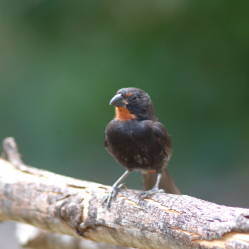 Lesser Antillean Bullfinch