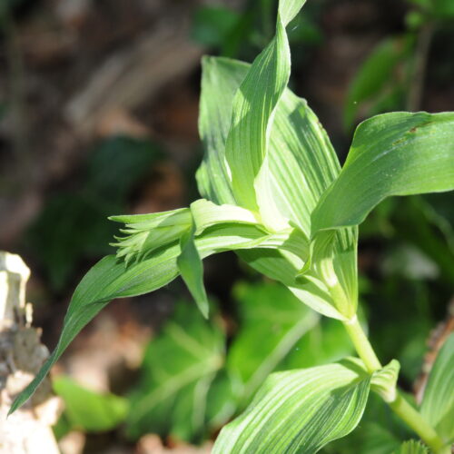 Epipactis muelleri