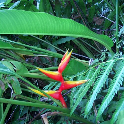 149Boiling Lake walk2 heliconia