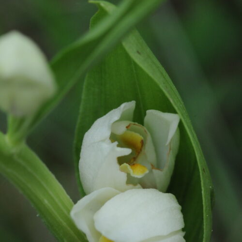 Cephalantera damasonium