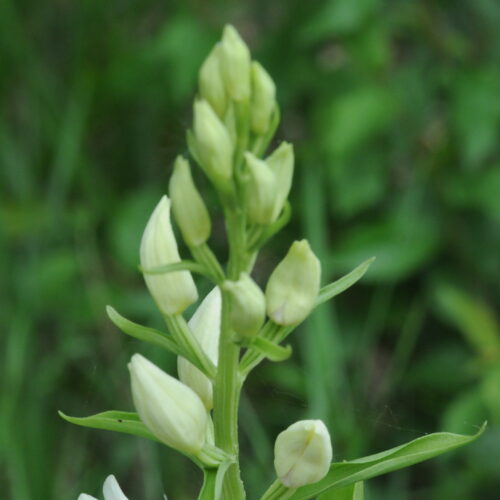 Cephalantera damasonium