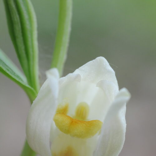 Cephalantera damasonium