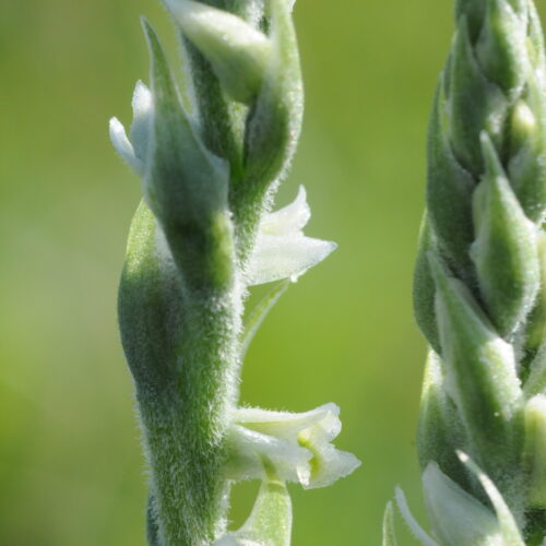 Spiranthes spiralis