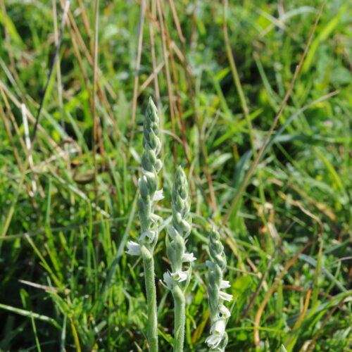 Spiranthes spiralis