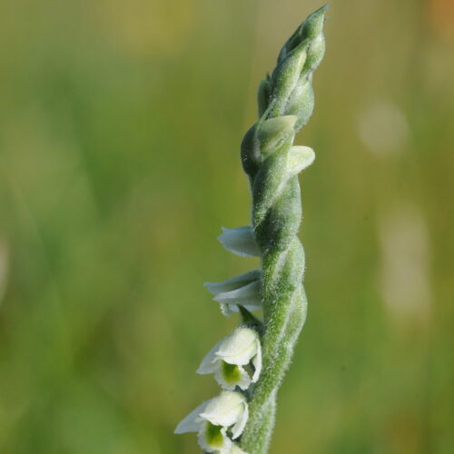 Spiranthes spiralis