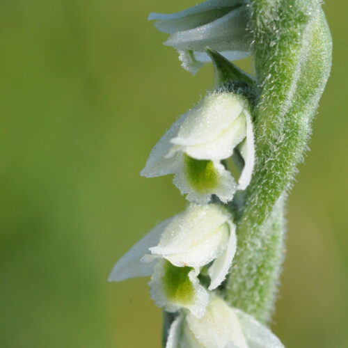 Spiranthes spiralis