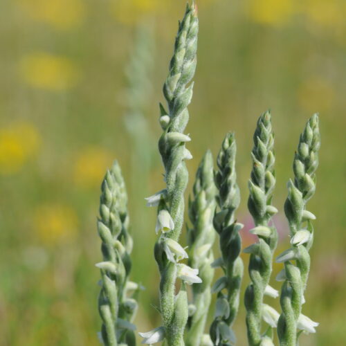 Spiranthes spiralis