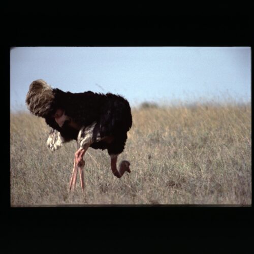 Ostrich; Amboseli NP