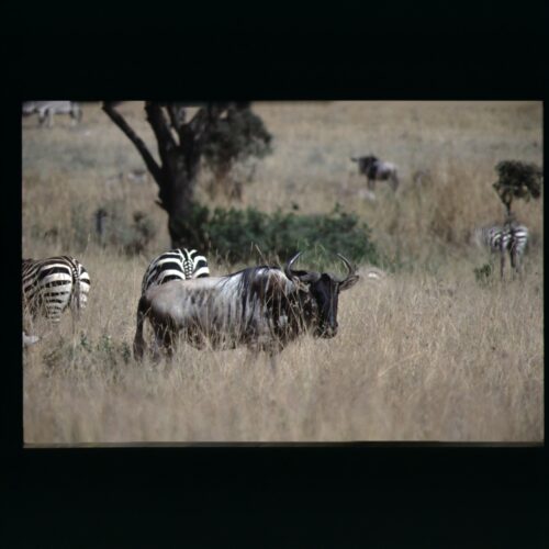 Wildebeest; Amboseli NP